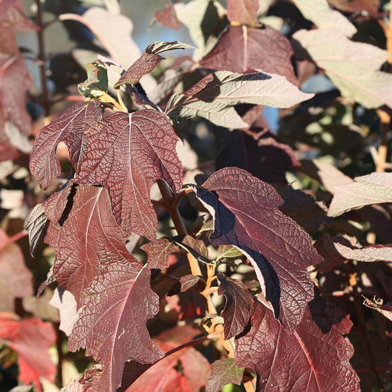 Gatsby Star® Oakleaf Hydrangea - Image 4