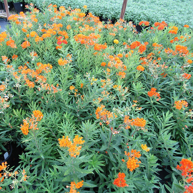 'Gay Butterflies' Milkweed Mix - Image 2