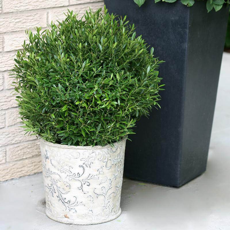 Gem Box® Inkberry Holly (Ilex) - Image 4