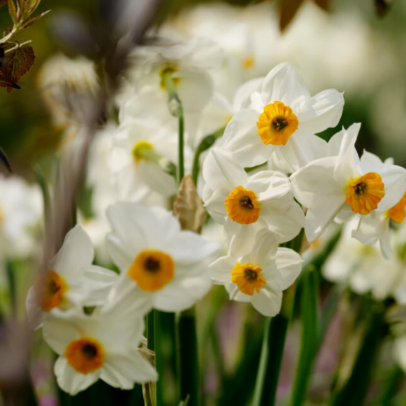 'Geranium' Tazetta Daffodil (Narcissus)