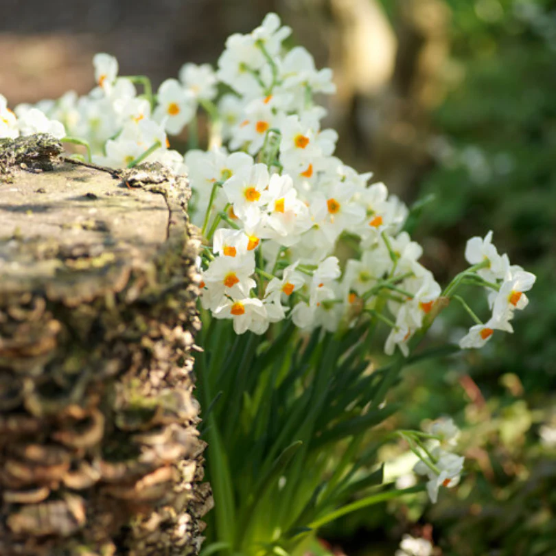 'Geranium' Tazetta Daffodil (Narcissus) - Image 2