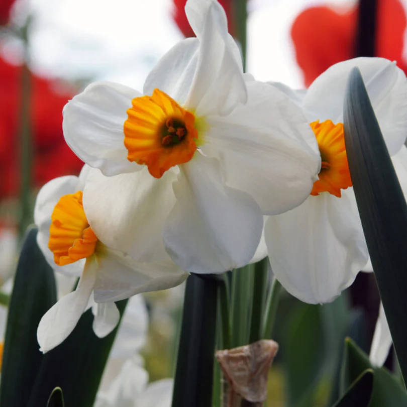 'Geranium' Tazetta Daffodil (Narcissus) - Image 5