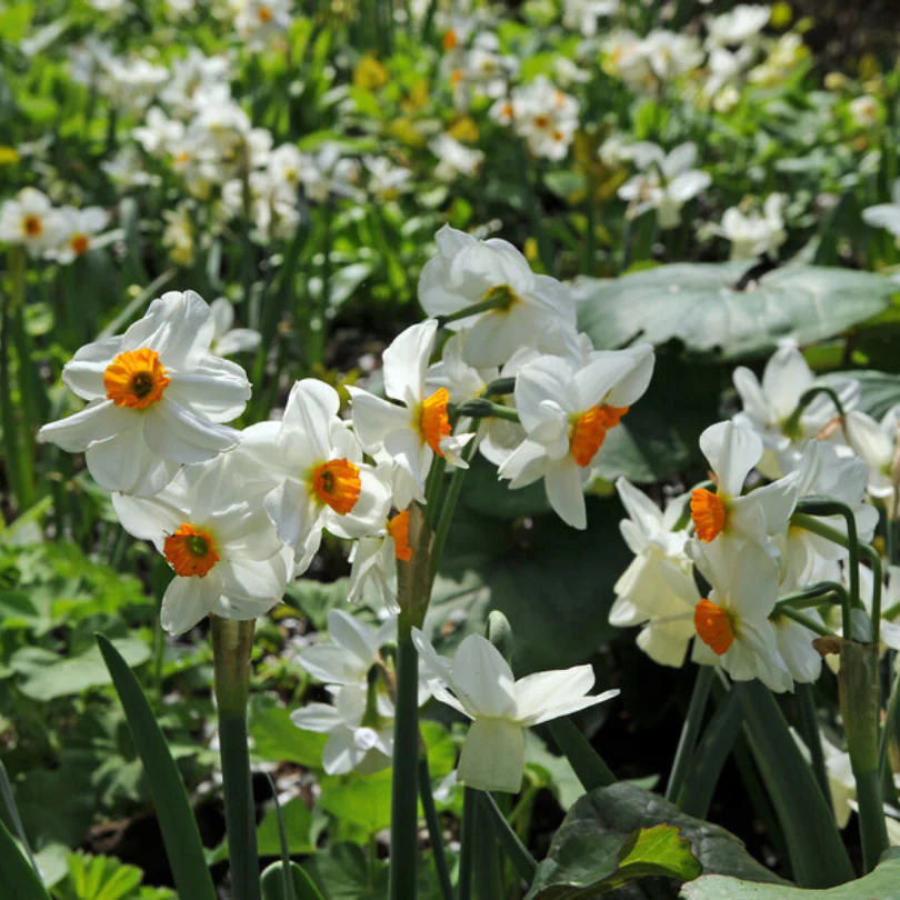 'Geranium' Tazetta Daffodil (Narcissus) - Image 6