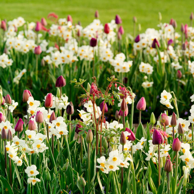 'Geranium' Tazetta Daffodil (Narcissus) - Image 7