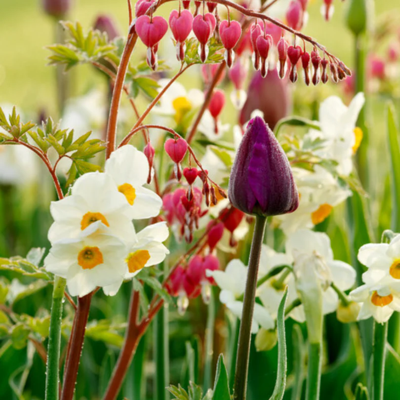 'Geranium' Tazetta Daffodil (Narcissus) - Image 8