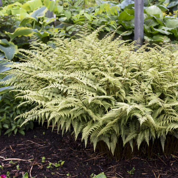 'Ghost' Fern (Athyrium)