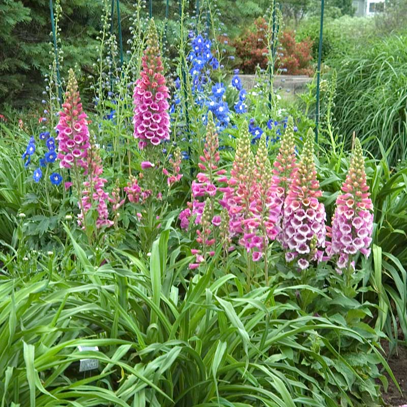 'Giant Shirley' Foxglove (Digitalis) - Image 3