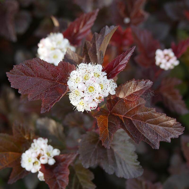 Ginger Wine® Ninebark (Physocarpus) - Image 5