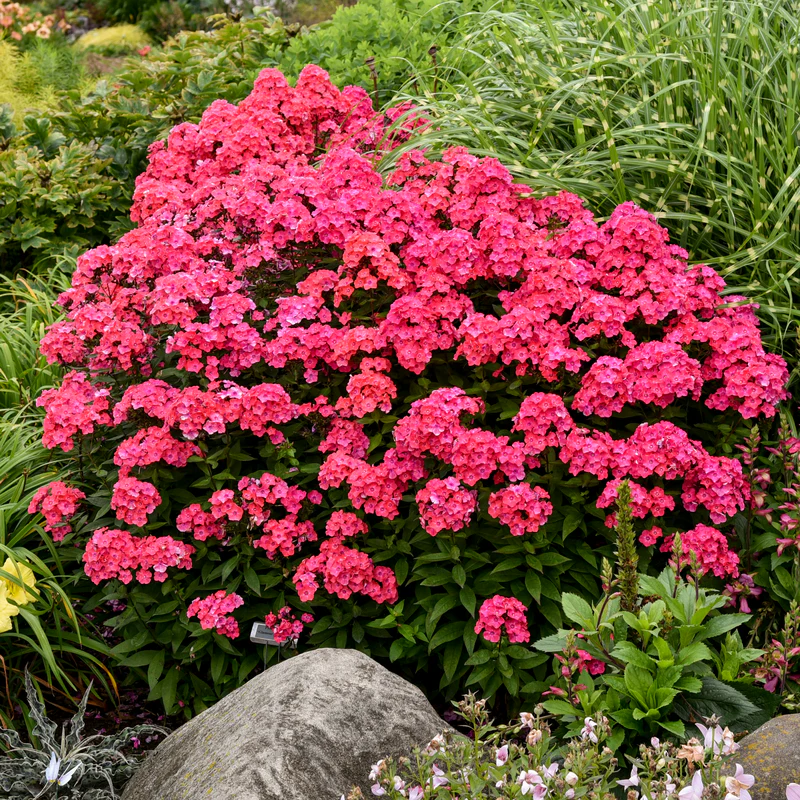 'Glamour Girl' Phlox - Image 3