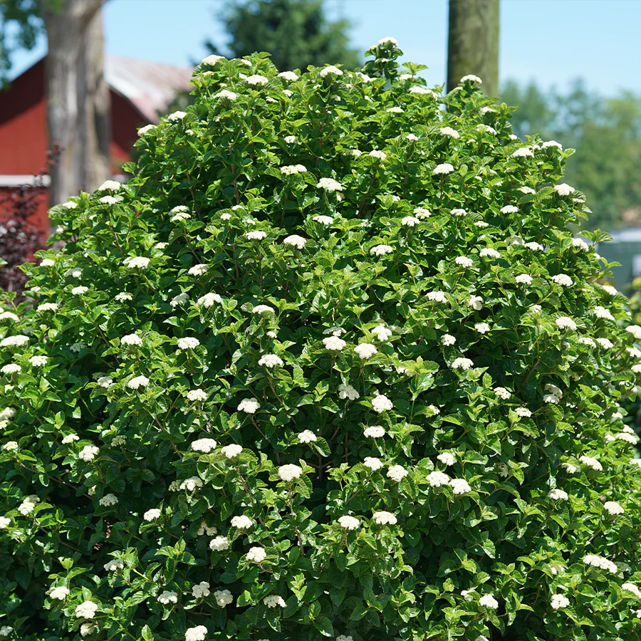 Glitters & Glows™ Viburnum Combination