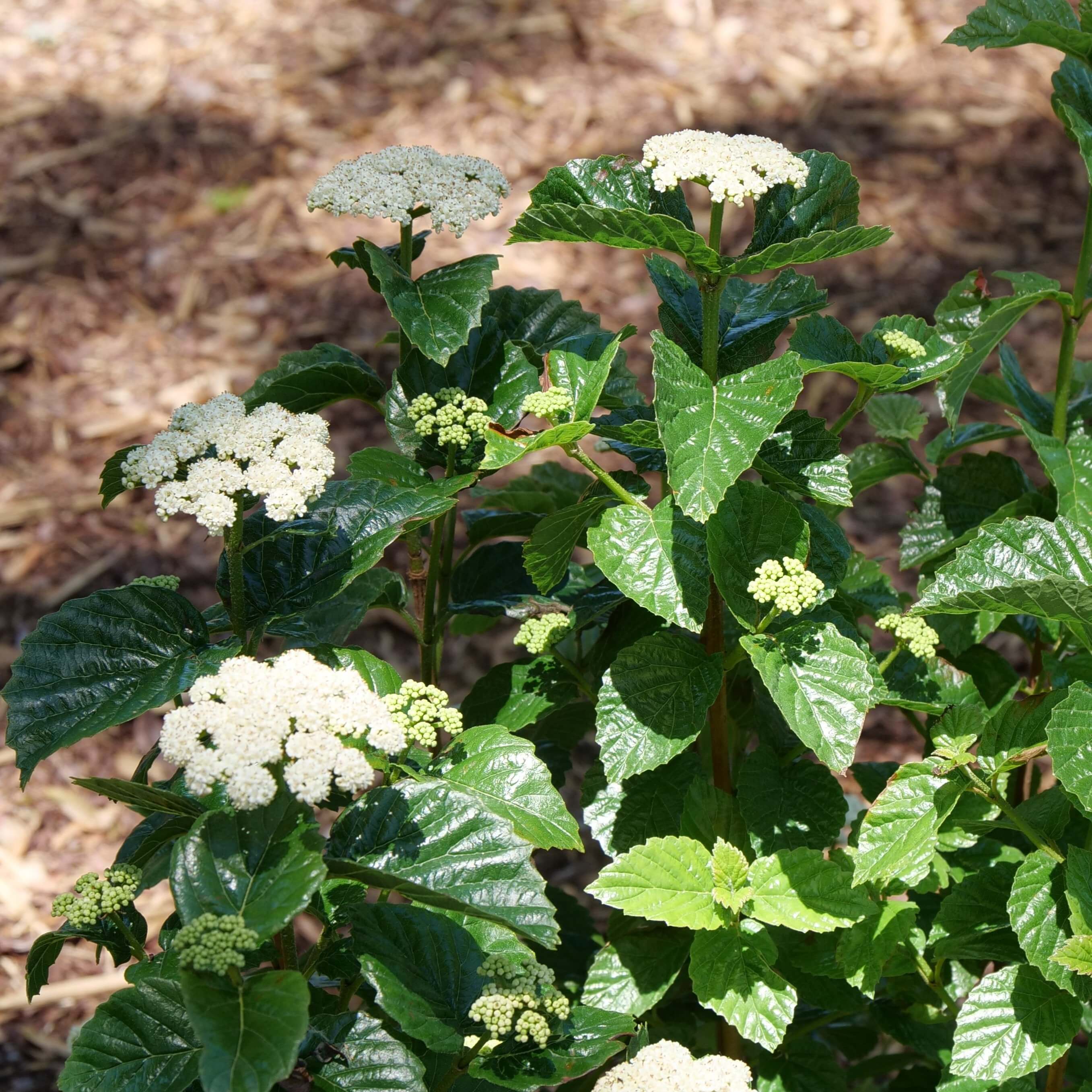 Glitters & Glows™ Viburnum Combination - Image 2