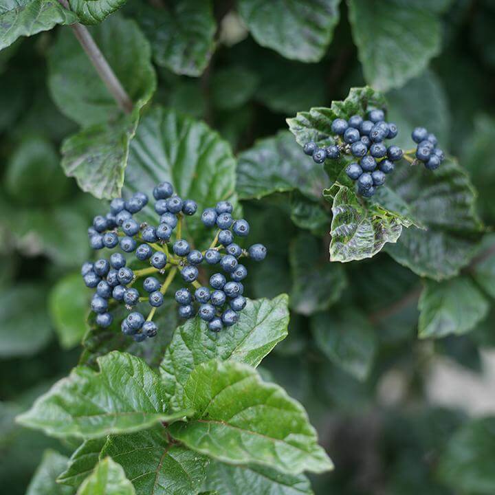 Glitters & Glows™ Viburnum Combination - Image 4