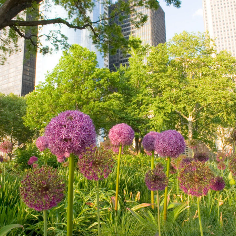 'Globemaster' Giant Allium - Image 5