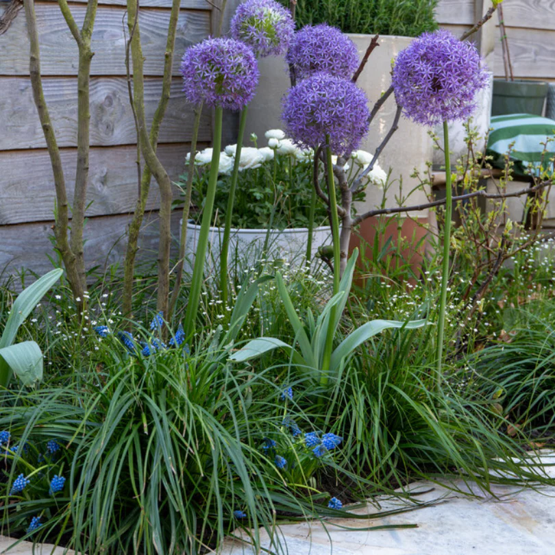 'Globemaster' Giant Allium - Image 6
