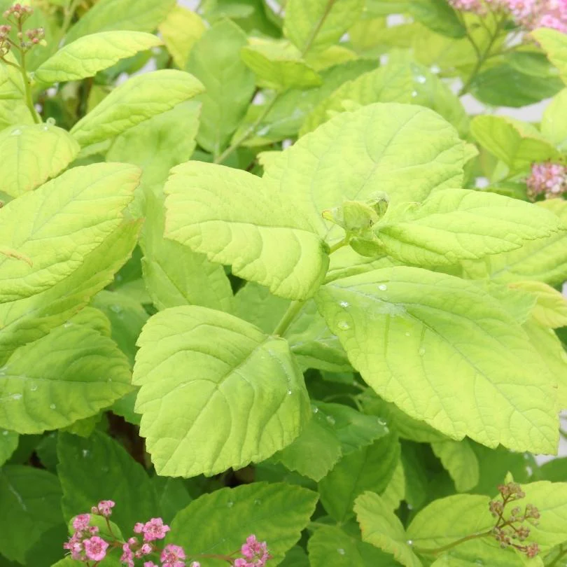 Glow Girl® Pink Birch Leaf Spirea - Image 3