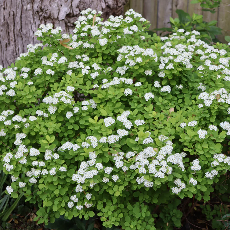 Glow Girl® Birchleaf Spirea