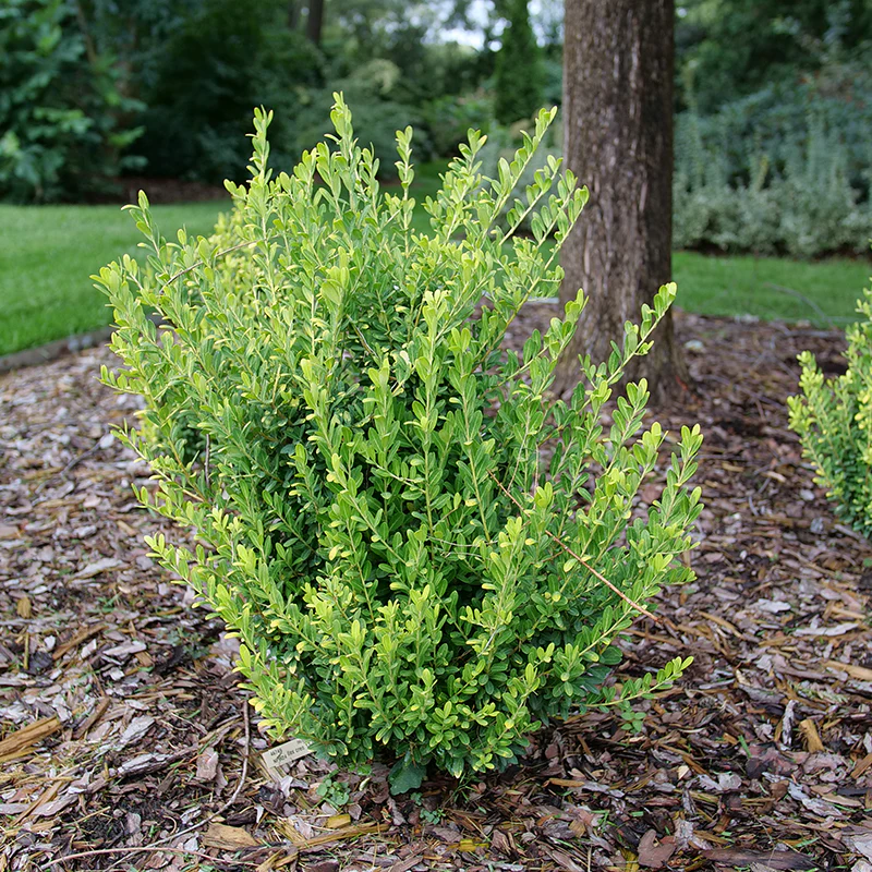 Glow Pop® Japanese Holly (Ilex)