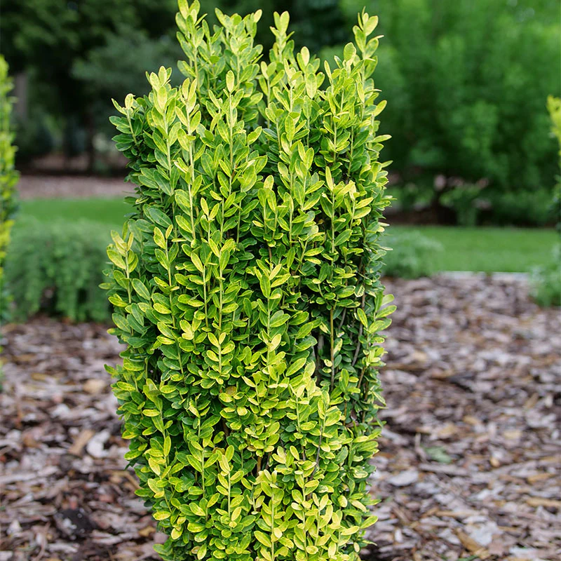 Glow Stick® Japanese Holly (Ilex)
