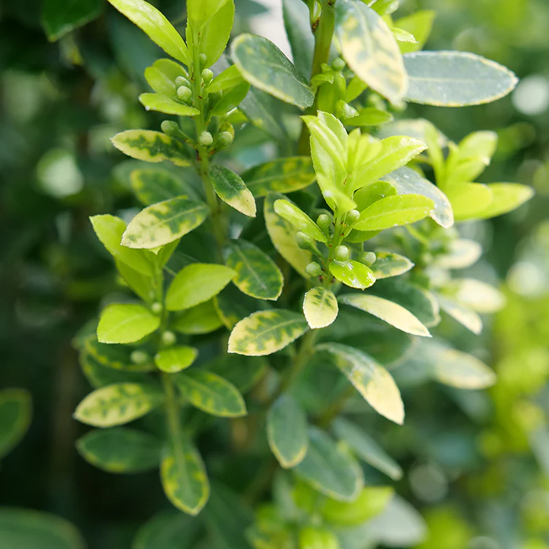 Glow Stick® Japanese Holly (Ilex) - Image 2