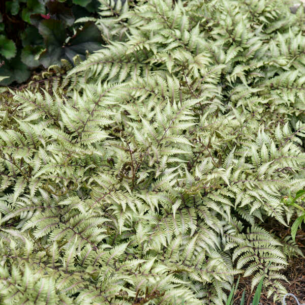 'Godzilla' Giant Japanese Painted Fern (Athyrium) - Image 2