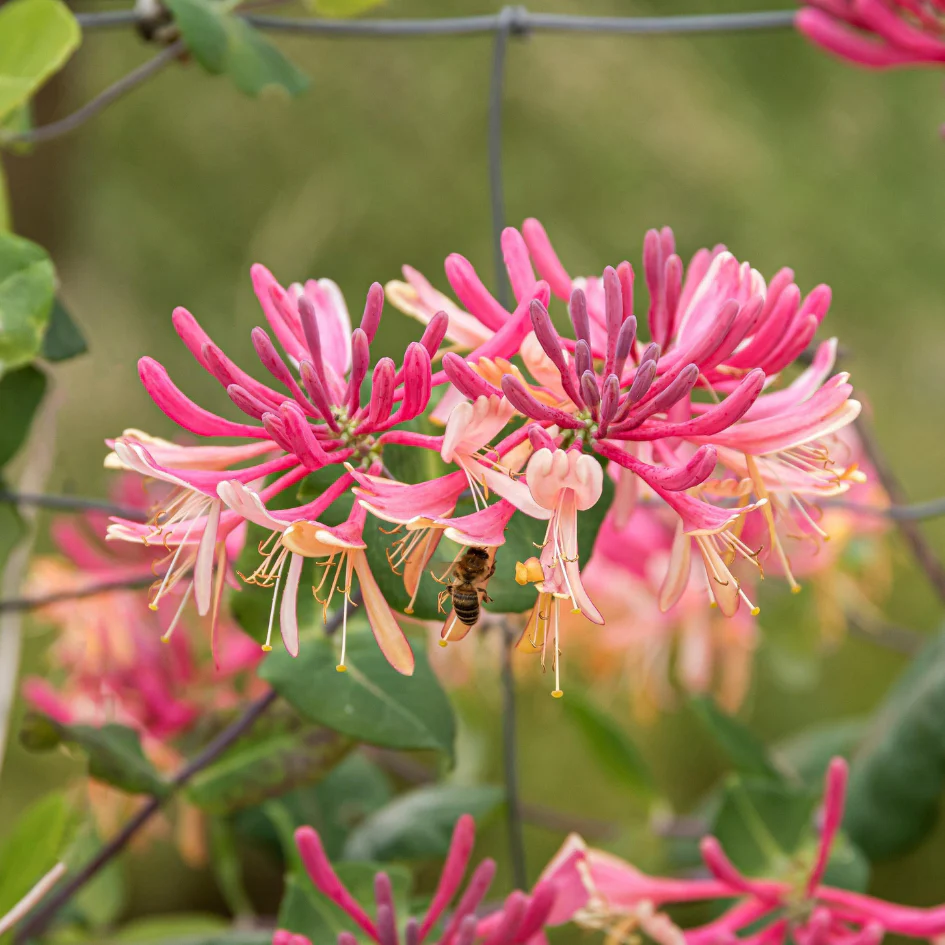‘Gold Flame’ Honeysuckle Vine (Lonicera)