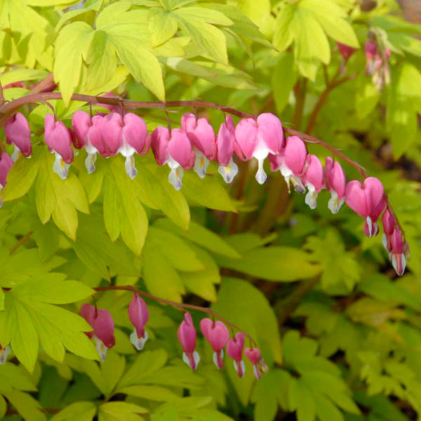 'Gold Heart' Bleeding Heart (Dicentra)