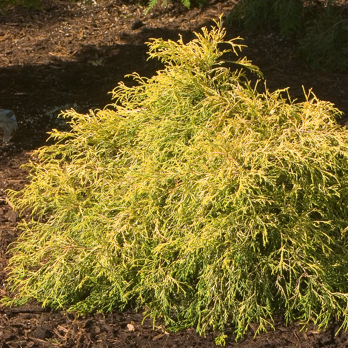 'Gold Mop' False Cypress (Chamaecyparis)