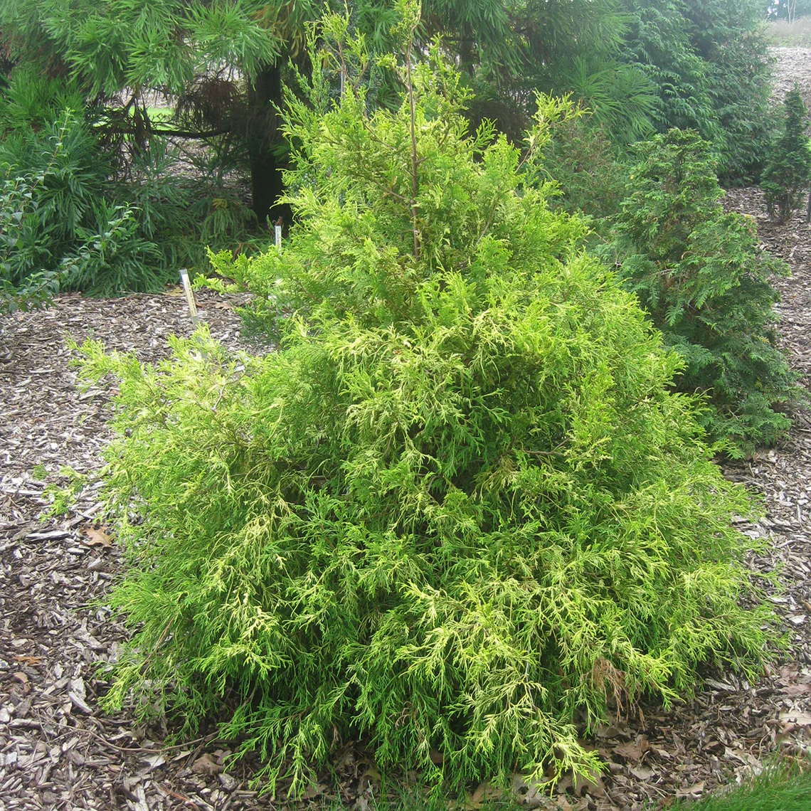 'Gold Mop' False Cypress (Chamaecyparis) - Image 2
