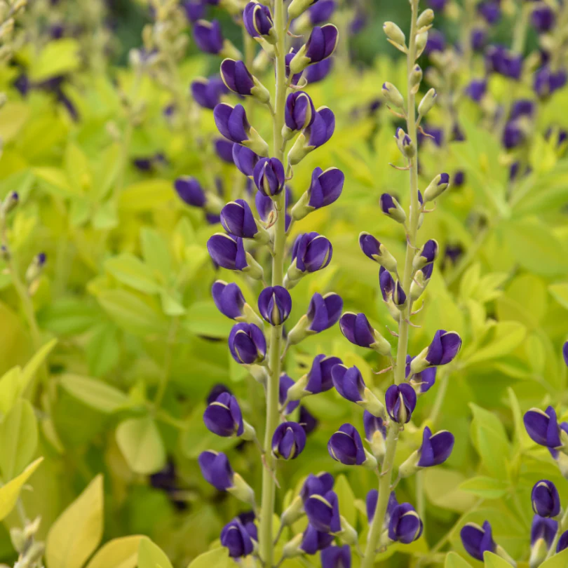 'Golden Anniversary' False Indigo (Baptisia) - Image 2
