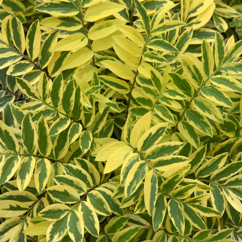 'Golden Feathers' Jacob's Ladder (Polemonium)