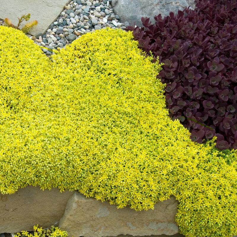 Golden Stonecrop (Sedum) - Image 4