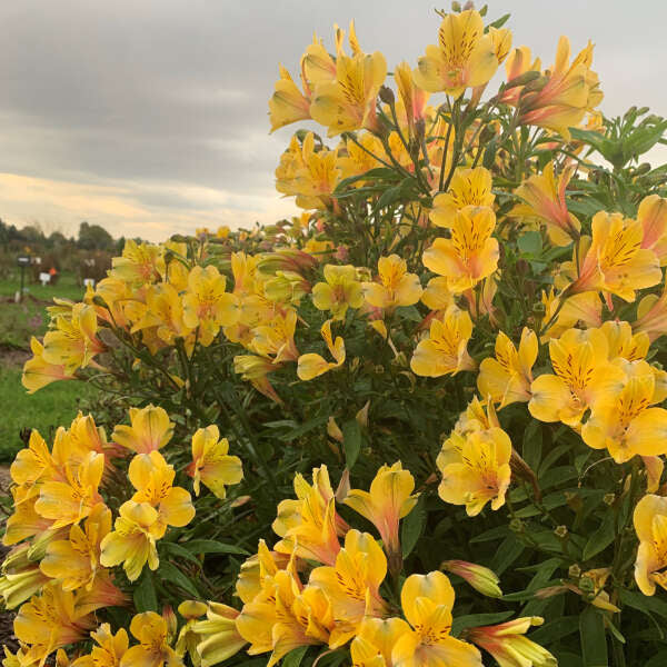'Golden Tiara' Peruvian Lily (Alstroemeria) - Image 2
