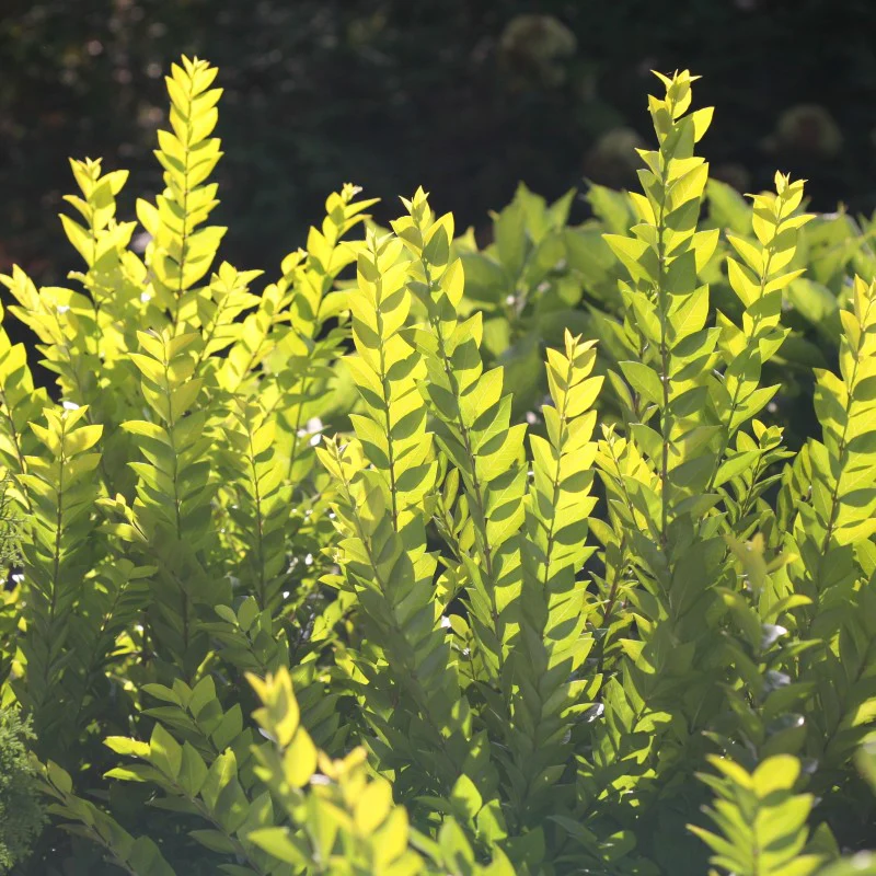 Golden Ticket® Privet (Ligustrum)