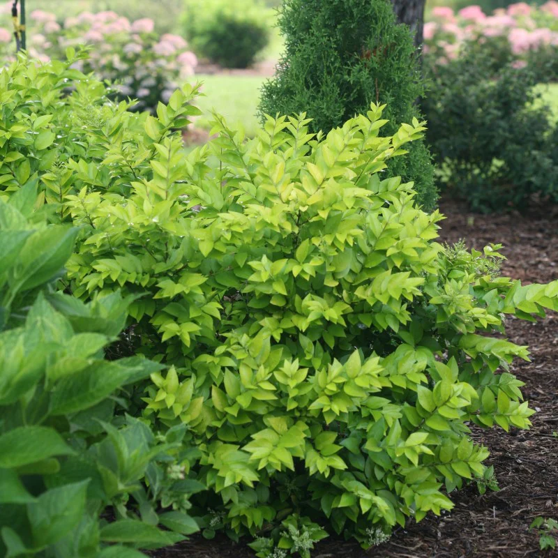 Golden Ticket® Privet (Ligustrum) - Image 3