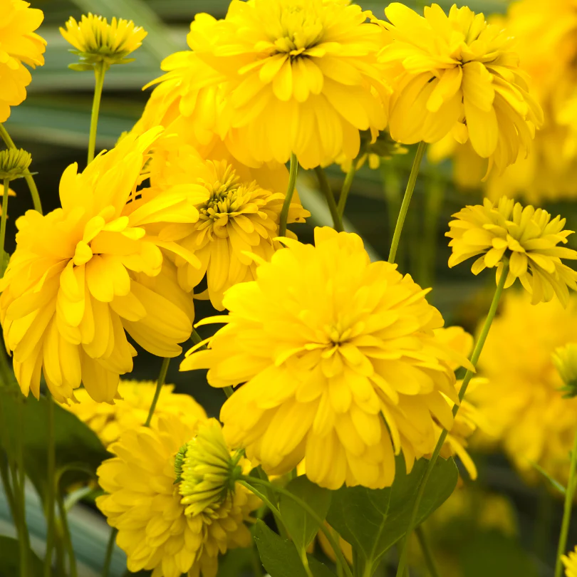 'Goldquelle' Cutleaf Coneflower (Rudbeckia)