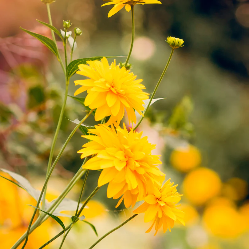 'Goldquelle' Cutleaf Coneflower (Rudbeckia) - Image 2