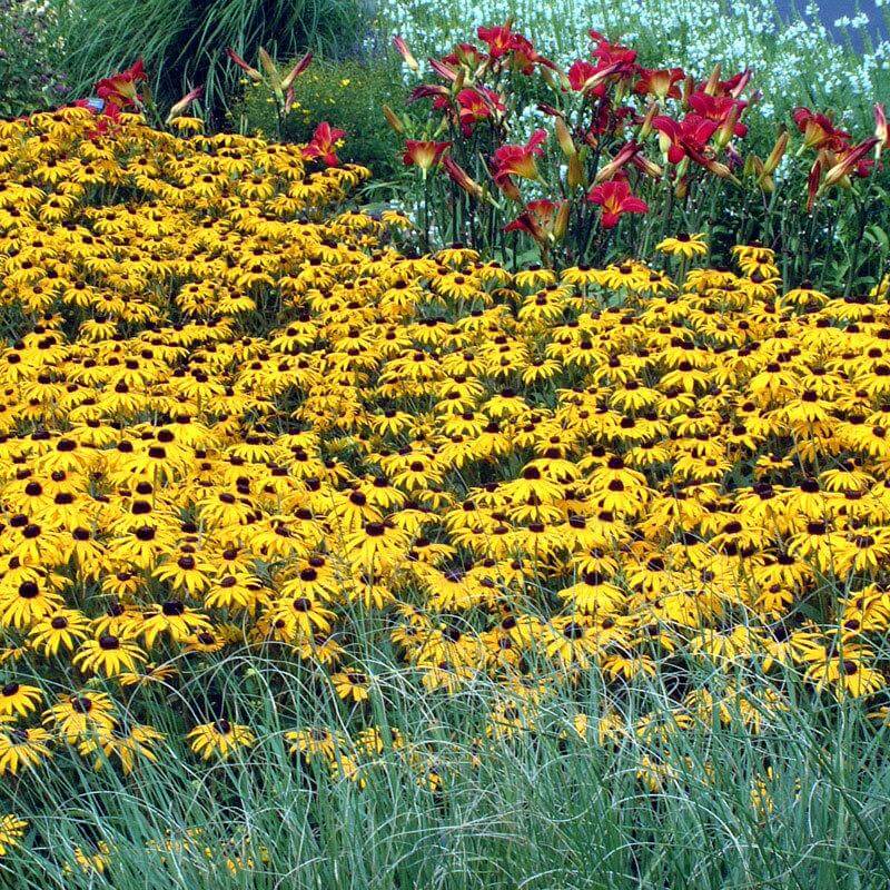 'Goldsturm' Black-Eyed Susan (Rudbeckia) - Image 3