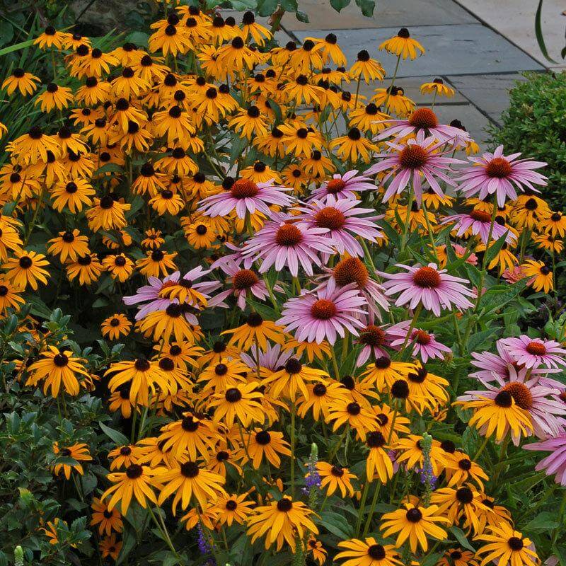 'Goldsturm' Black-Eyed Susan (Rudbeckia) - Image 4