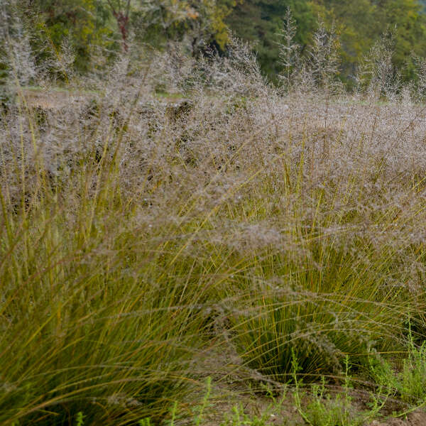 'Gone With The Wind' Prairie Dropseed (Sporobolus)