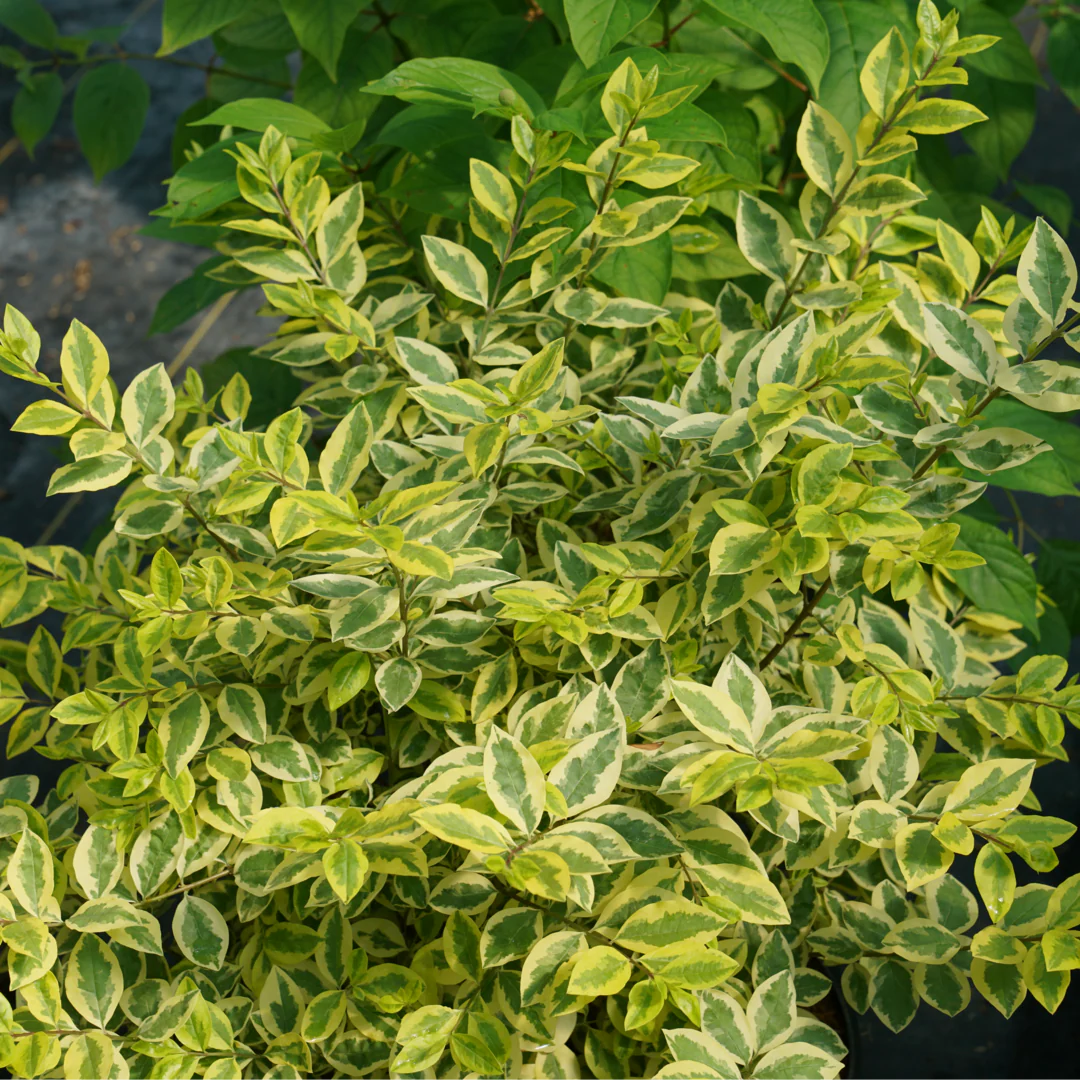 Good Vibrations® Privet (Ligustrum)
