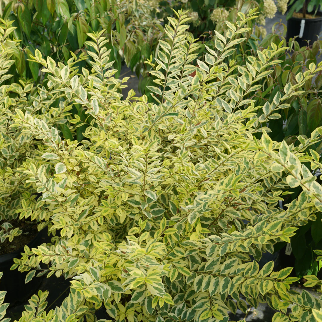 Good Vibrations® Privet (Ligustrum) - Image 2
