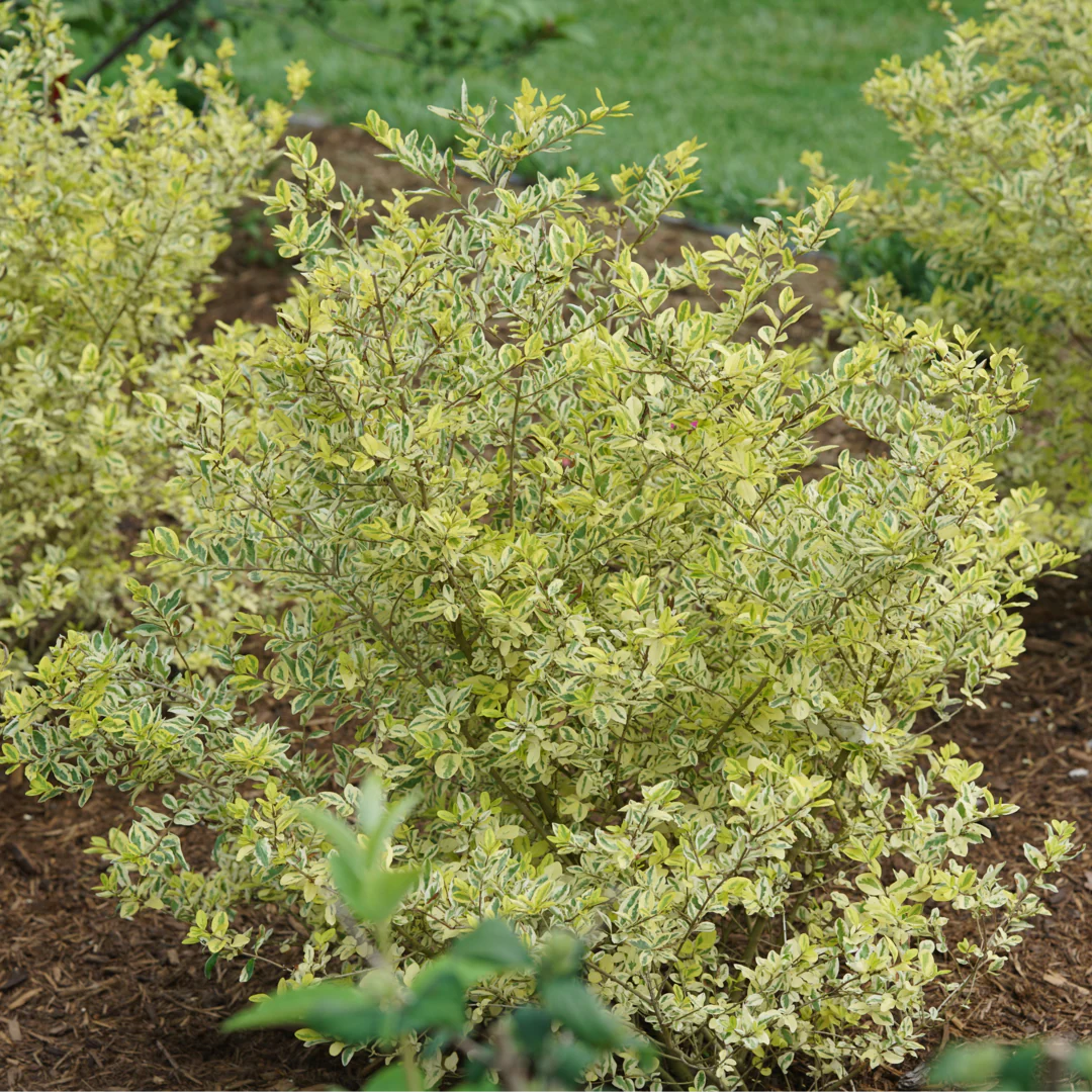 Good Vibrations® Privet (Ligustrum) - Image 3