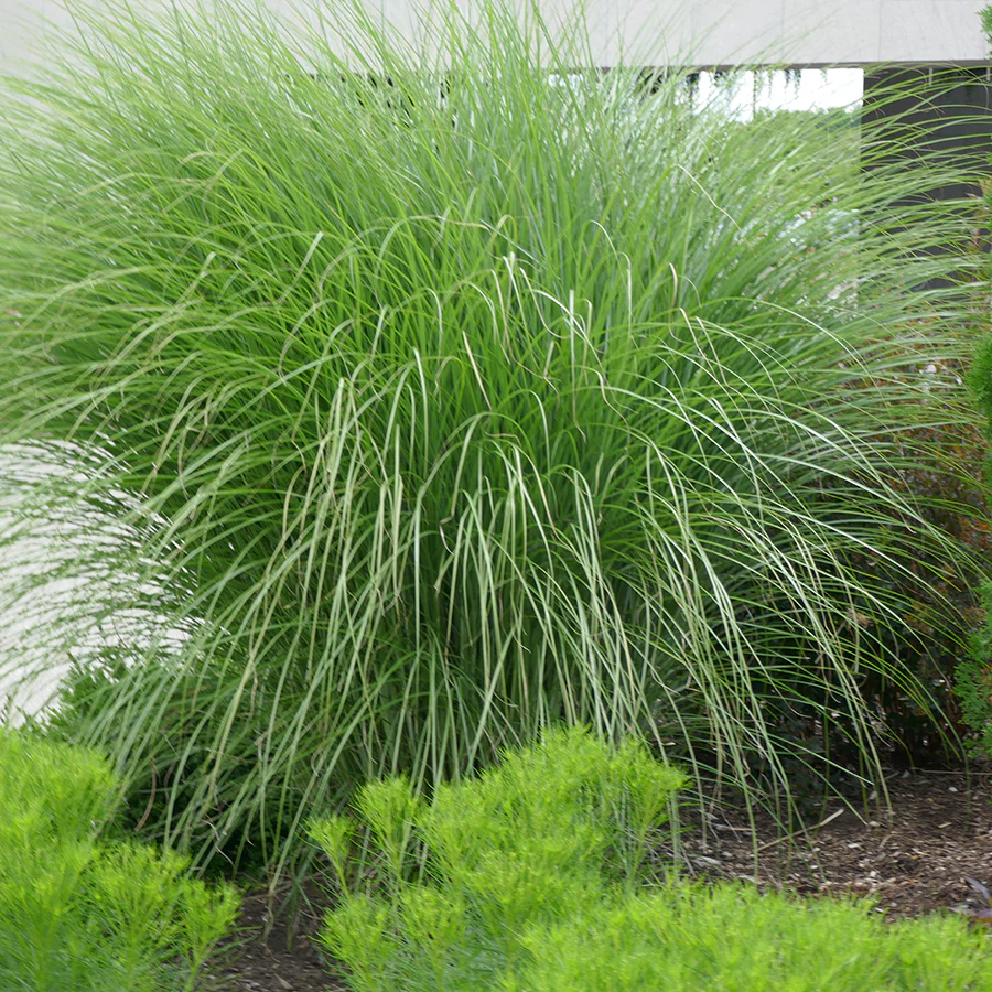 'Gracillimus' Maiden Grass (Miscanthus)