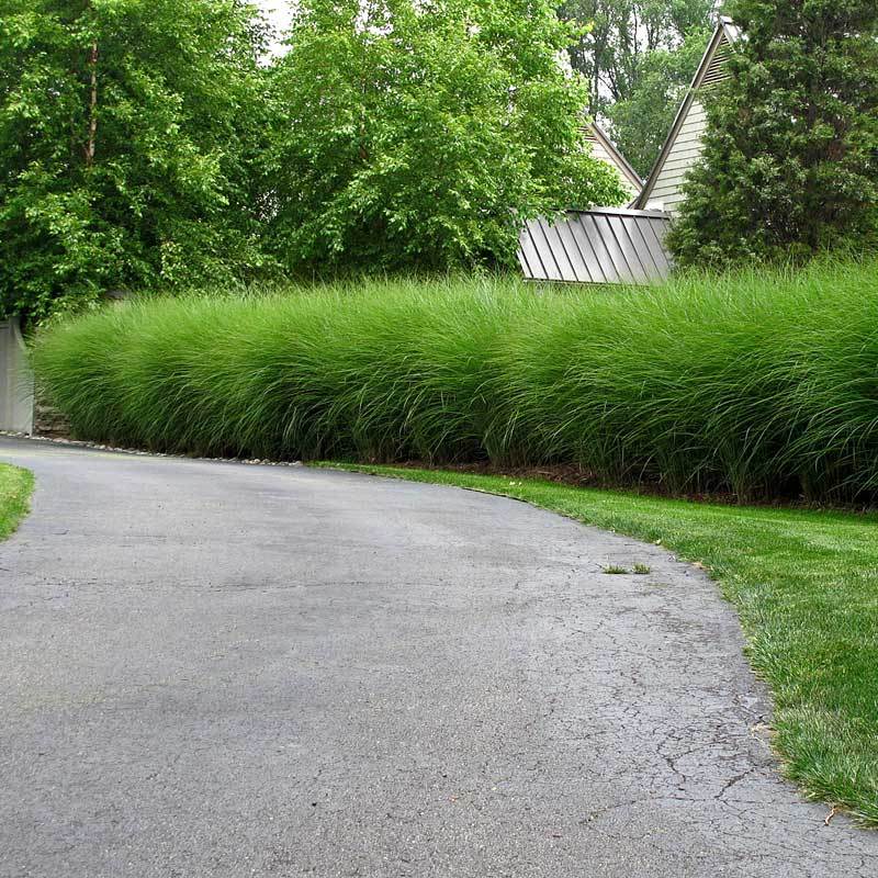 'Gracillimus' Maiden Grass (Miscanthus) - Image 2