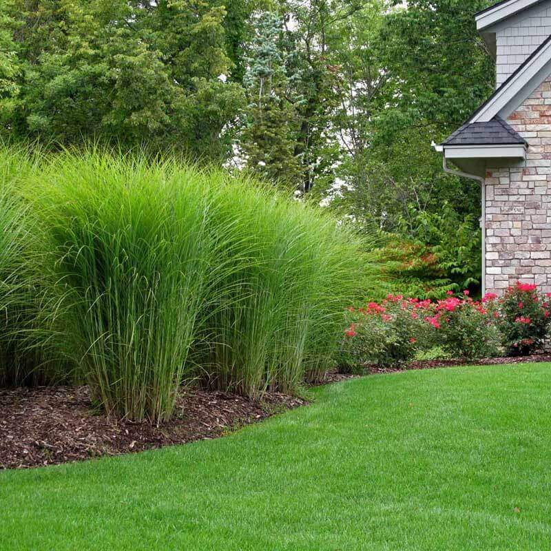 'Gracillimus' Maiden Grass (Miscanthus) - Image 3