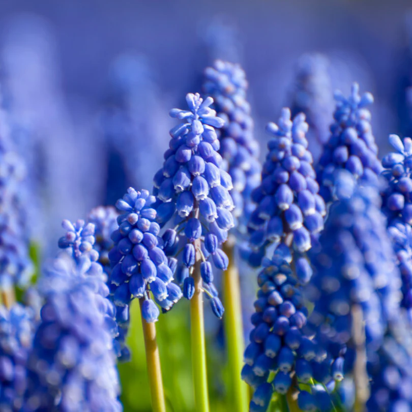 Grape Hyacinth (Muscari) - Image 4