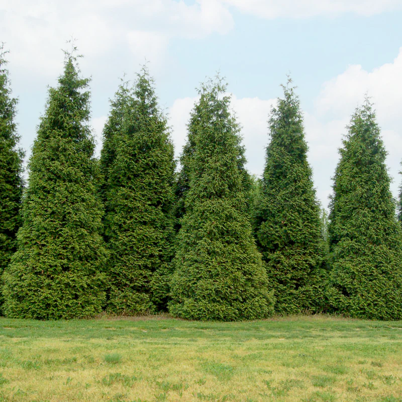'Green Giant' Arborvitae (Thuja)