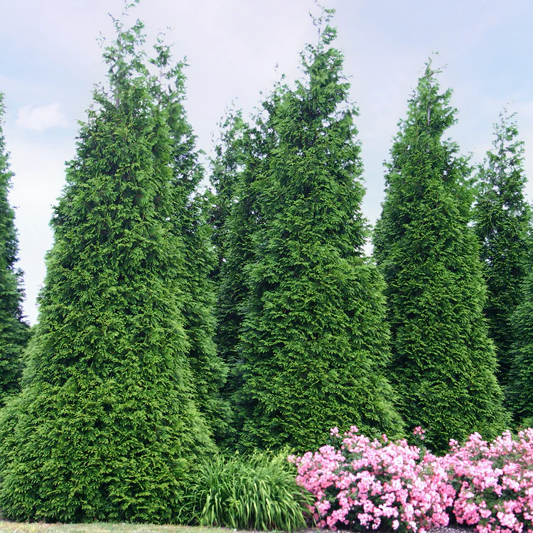 'Green Giant' Arborvitae (Thuja) - Image 2