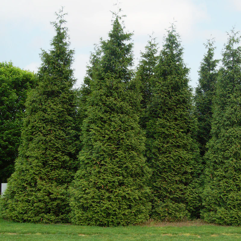 'Green Giant' Arborvitae (Thuja) - Image 8