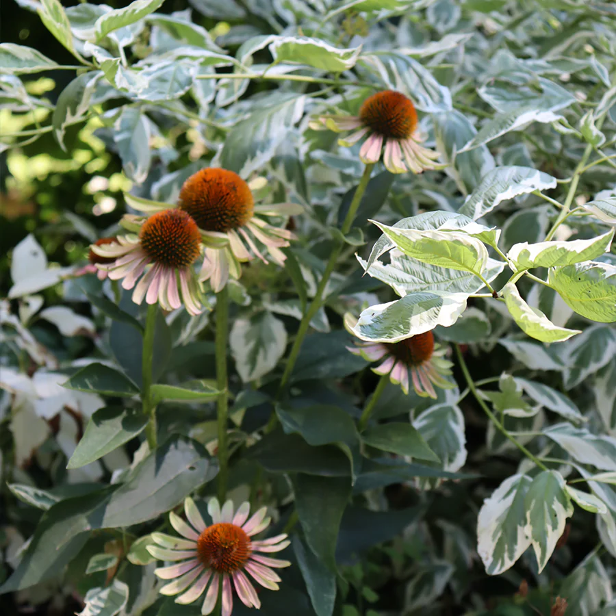 'Green Twister' Coneflower (Echinacea) - Image 2